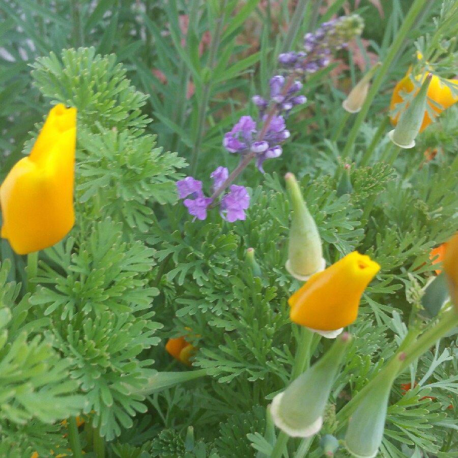 Plant image Linaria purpurea 'Canon Went'