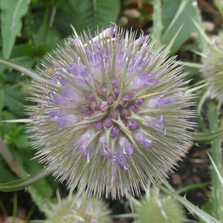 plant image 235980