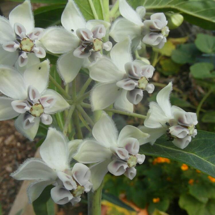 Plant image Gomphocarpus 'Hairy Balls'