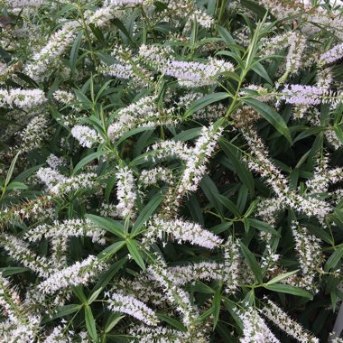 Shrubby Veronica 'White Spritzer'