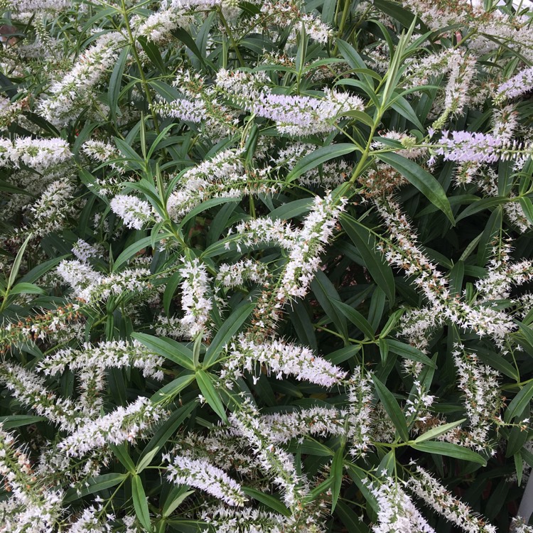 Plant image Hebe 'White Spritzer'