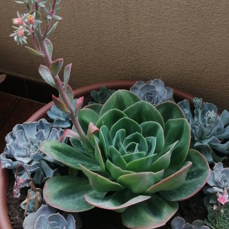 Plant image Echeveria Mandala