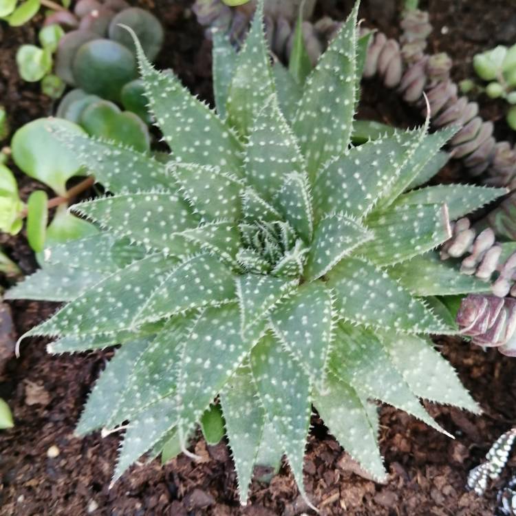 Plant image Aristaloe Aristata