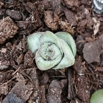 Plant image Crassula rupestris