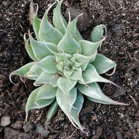 Plant image Graptopetalum Filiferum