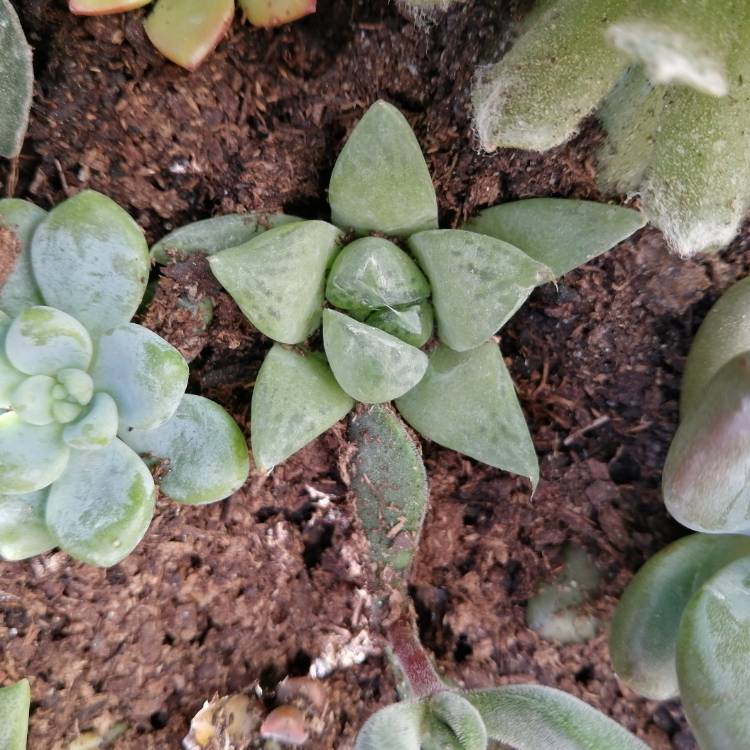 Plant image Haworthia Cymbiformis var. Obtusa