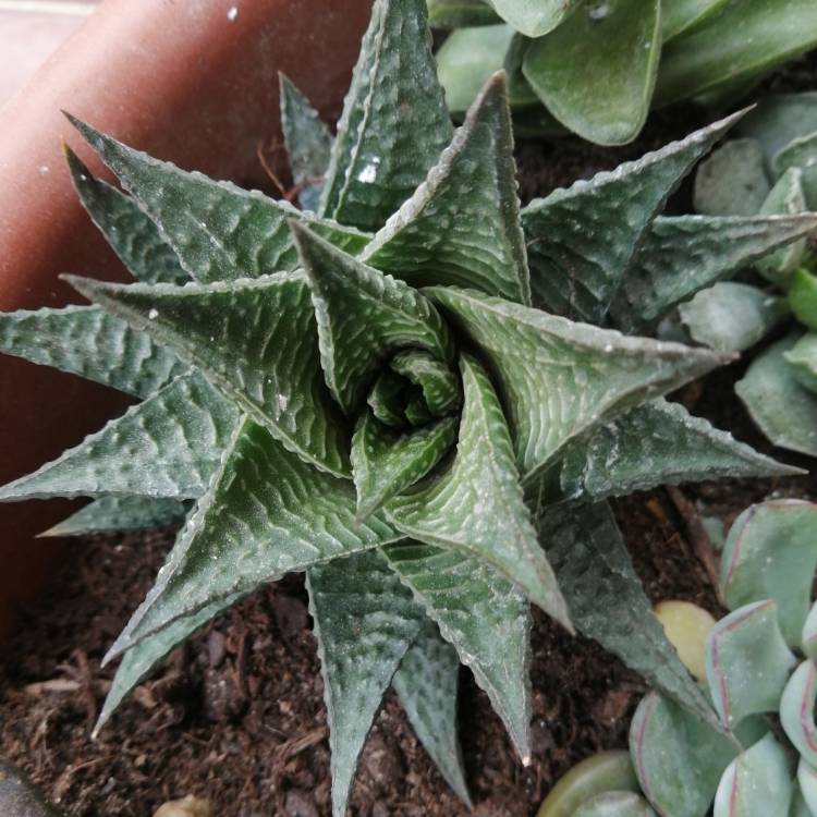 Plant image Haworthia limifolia ‘Fairy Washboard'