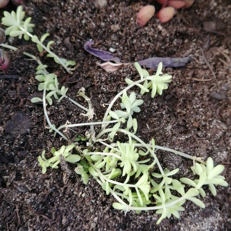 Plant image Sedum Hispanicum Aureum