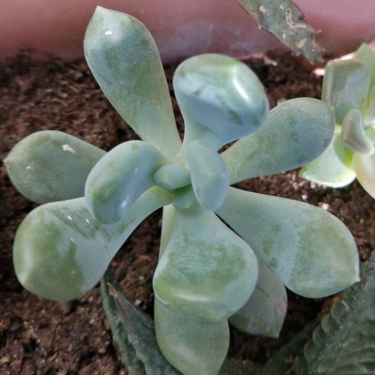 Plant image x Pachyveria Claire