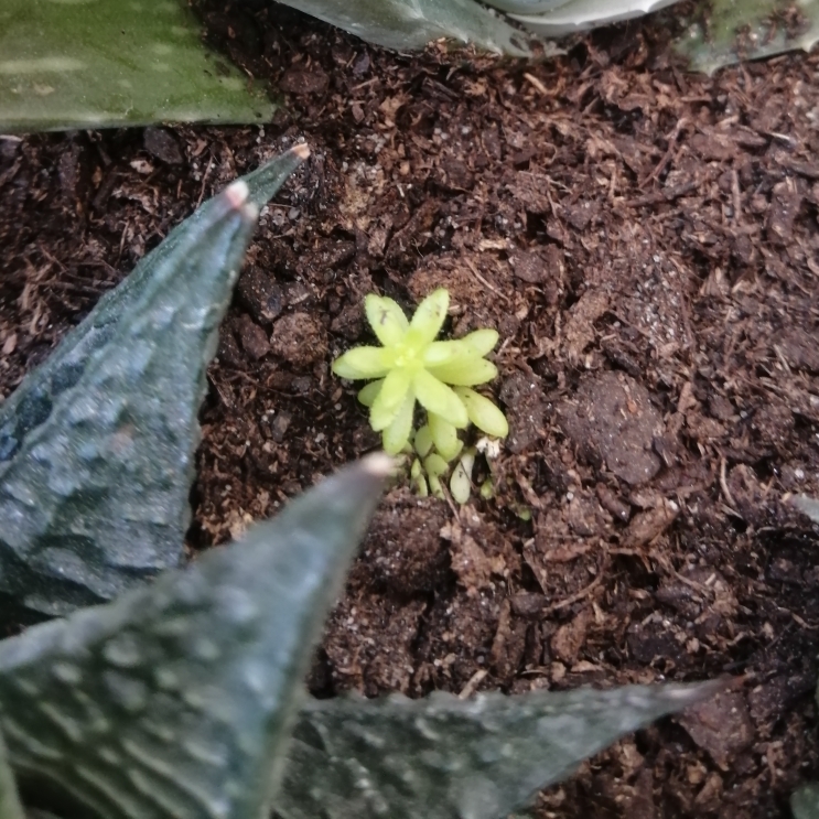 Plant image Sedum Hispanicum Aureum