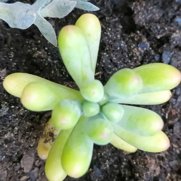 Plant image Sedum 'Pachyphyllum Hybrid