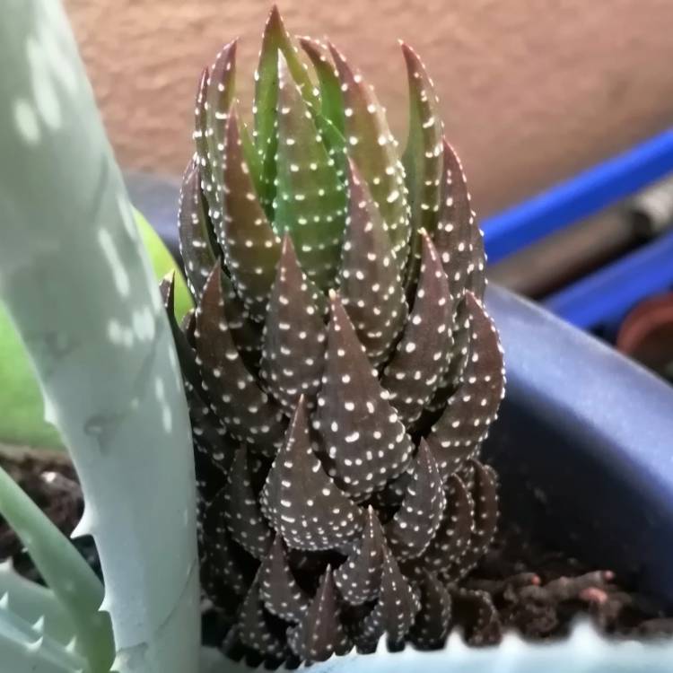 Plant image Haworthia pumila 'Little Donut'