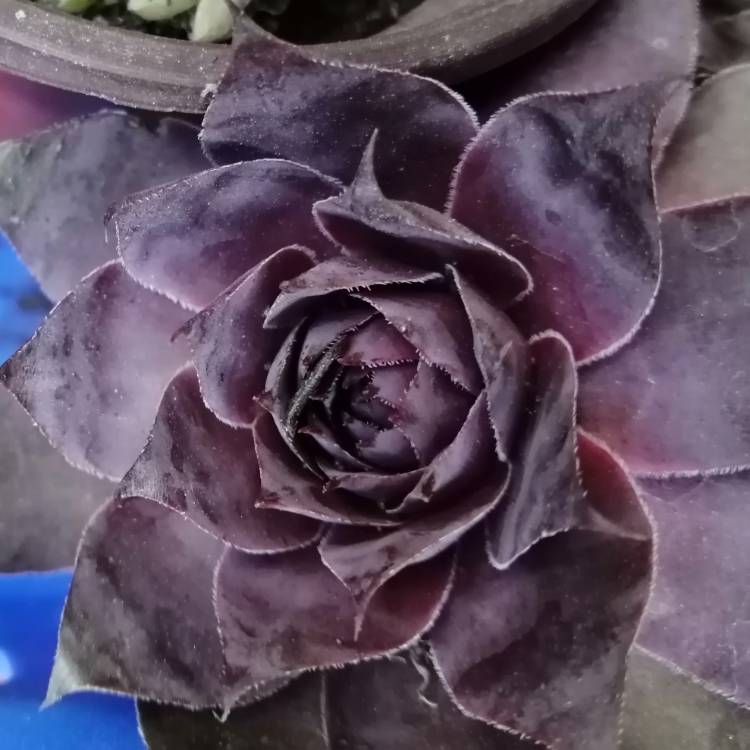 Plant image Sempervivum Royal Ruby