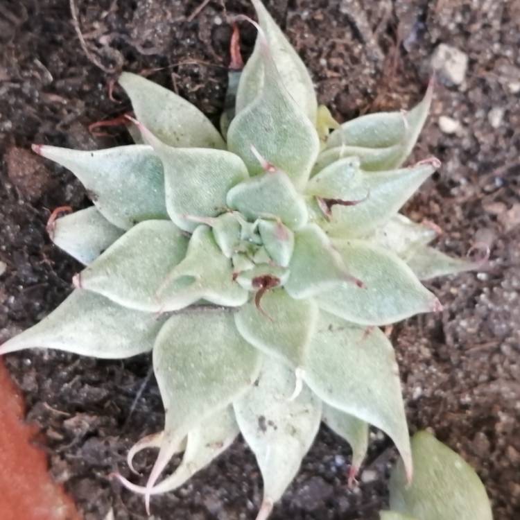 Plant image Graptopetalum Filiferum