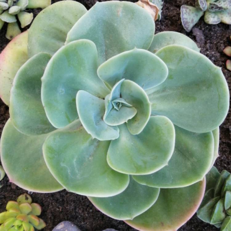 Plant image Echeveria Mandala