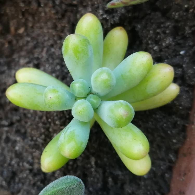 Plant image Sedum 'Pachyphyllum Hybrid