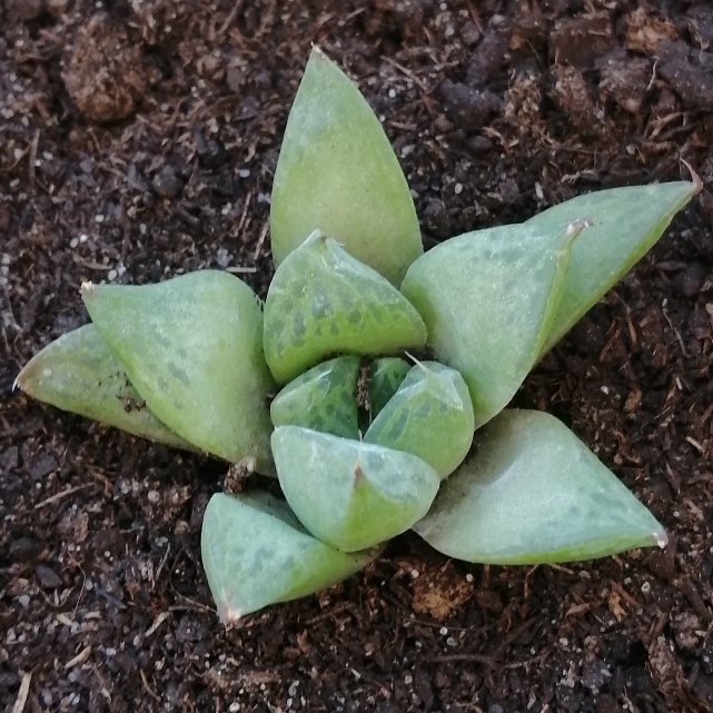 Plant image Haworthia Cymbiformis var. Obtusa