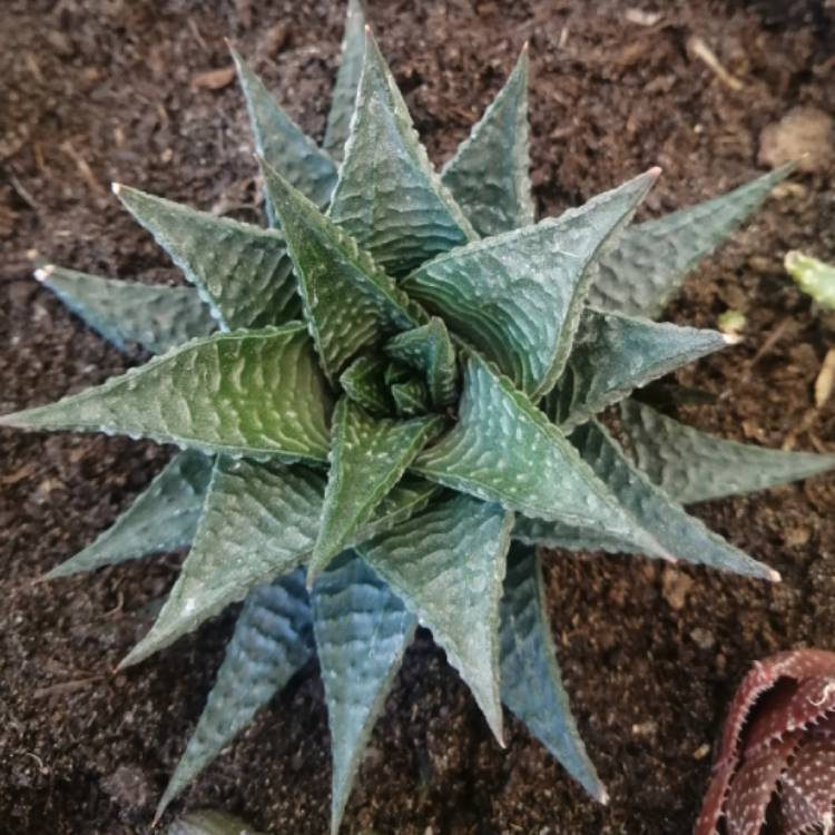 Plant image Haworthia limifolia ‘Fairy Washboard'