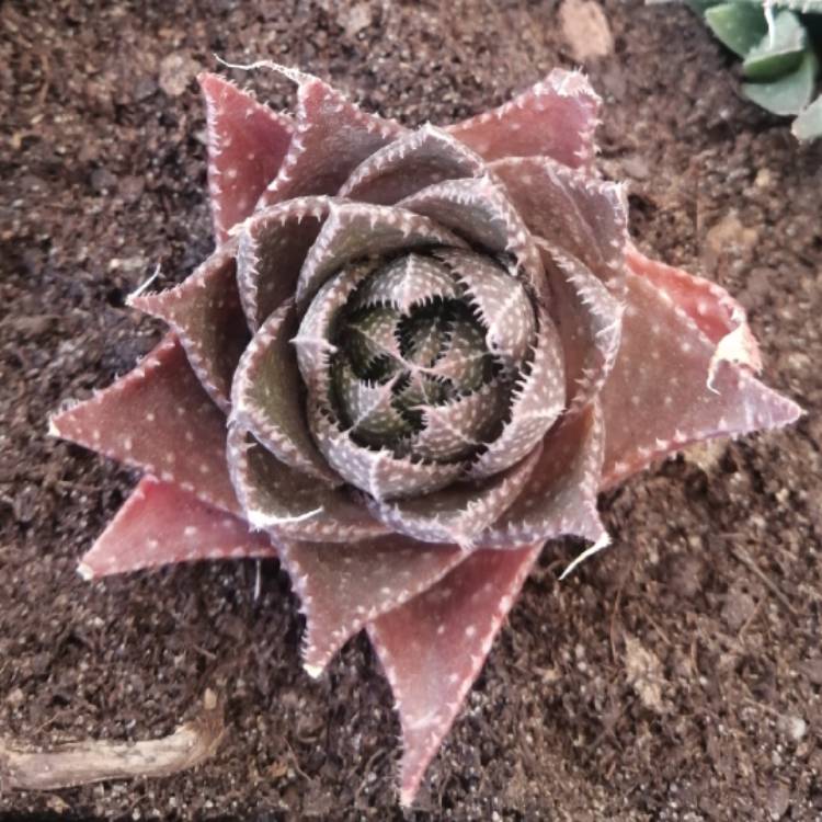 Plant image Aristaloe Aristata