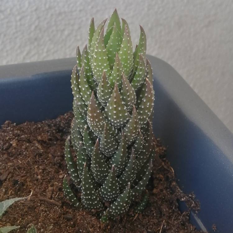 Plant image Haworthia pumila 'Little Donut'