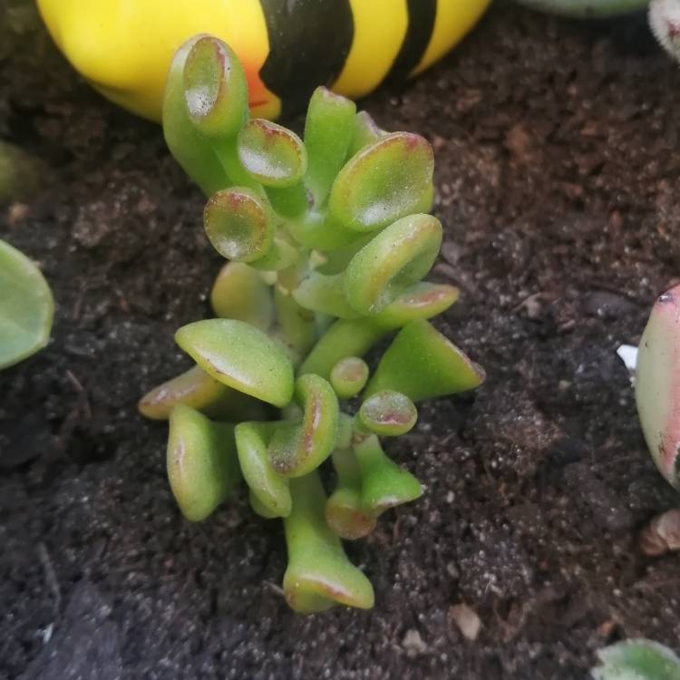 Plant image Crassula Ovata Gollum Variegata