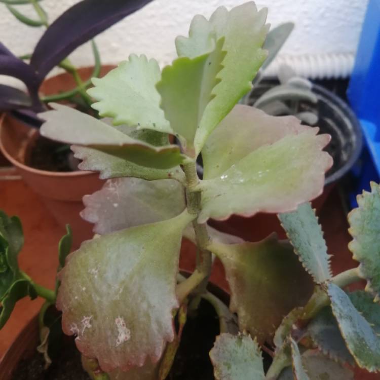 Plant image Kalanchoe 'Sexangularis'