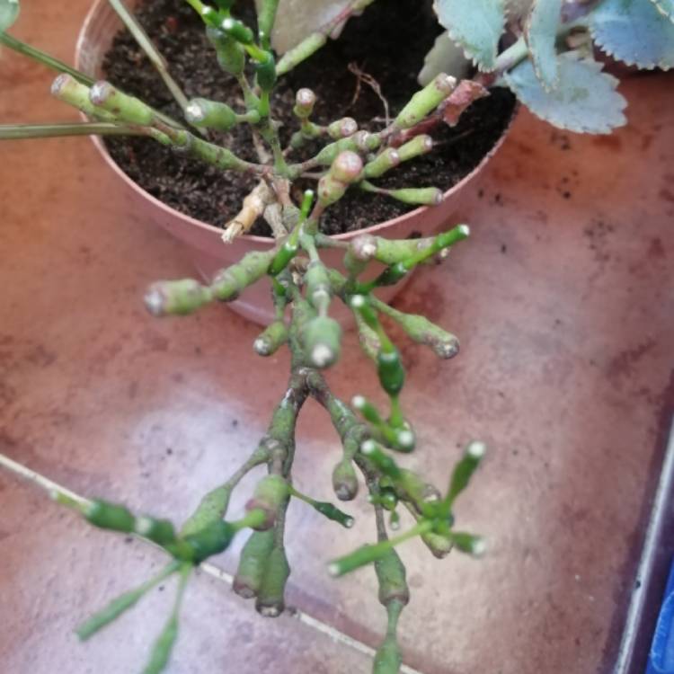 Plant image Rhipsalis Salicornioides