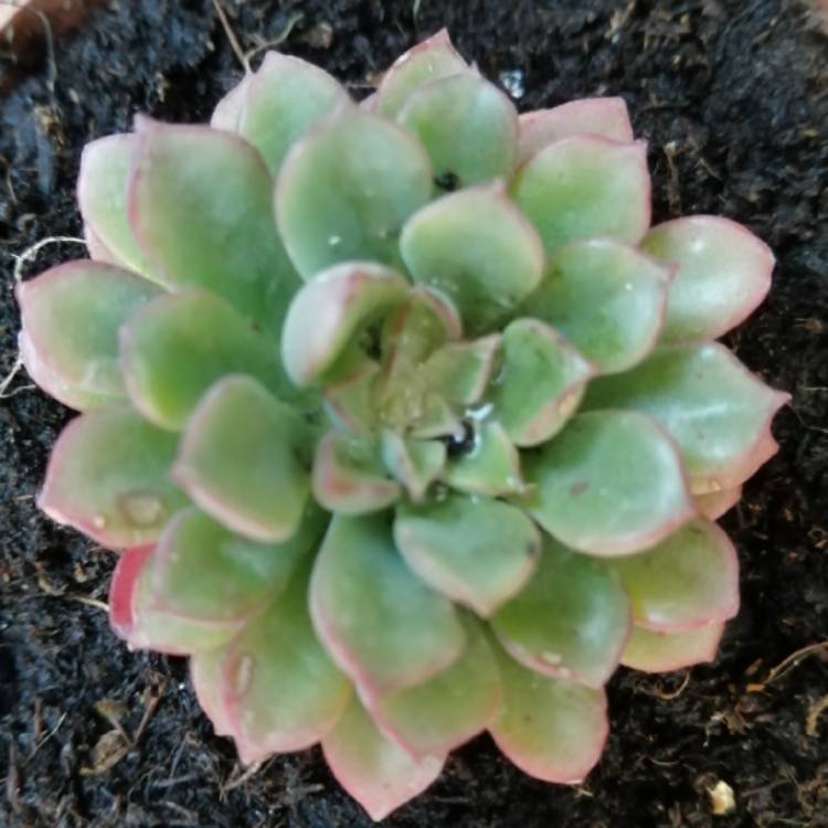 Plant image Rosularia Platyphylla