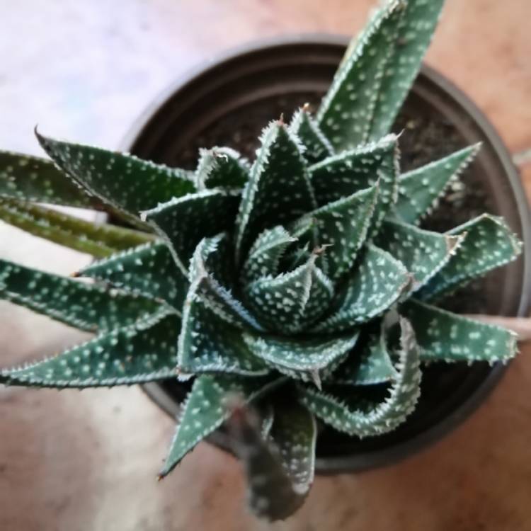 Plant image x Gasteraloe beguinii