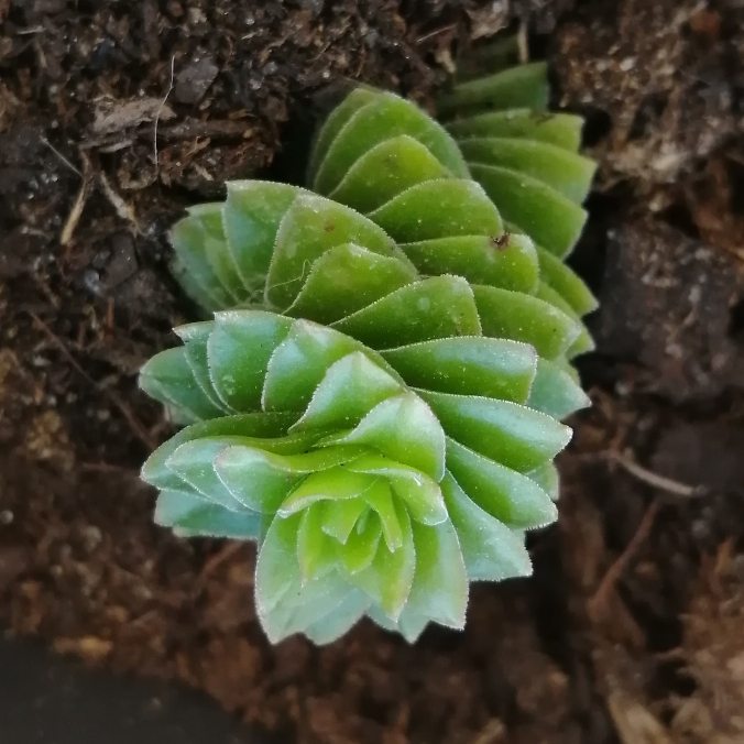 Plant image Crassula 'Spiralis' syn. Crassula 'Estagnol'