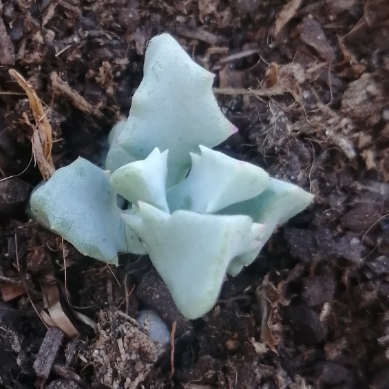 Plant image Oscularia deltoides 'Schwantes'