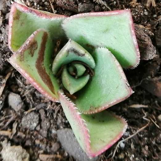 plant image 1635203