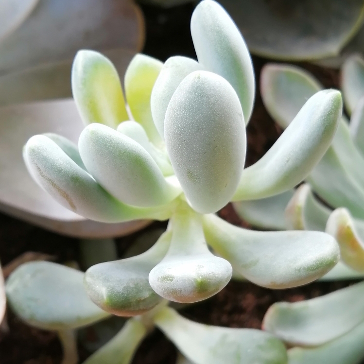 plant image 1635213