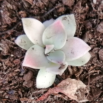 Plant image Echeveria Rainbow