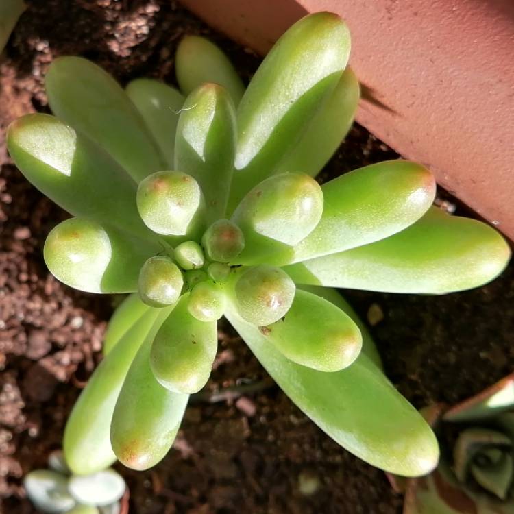 Plant image Sedum 'Pachyphyllum Hybrid