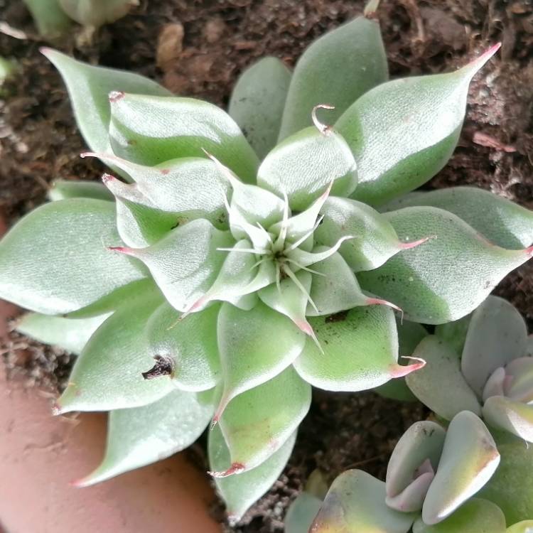 Plant image Graptopetalum Filiferum