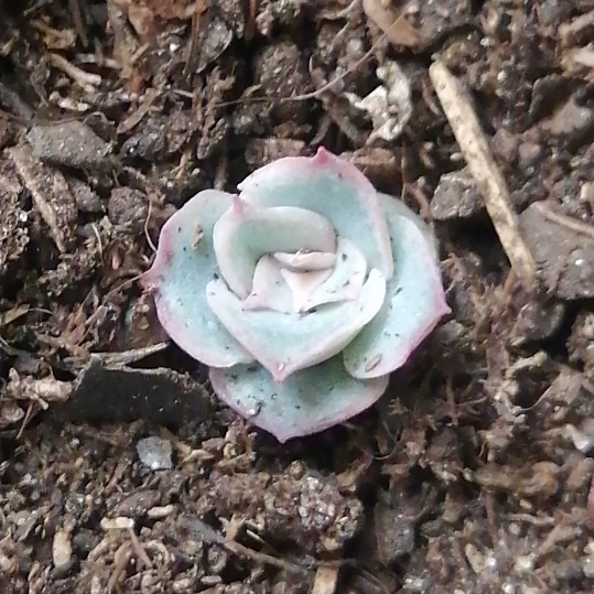 Plant image Echeveria Azulita