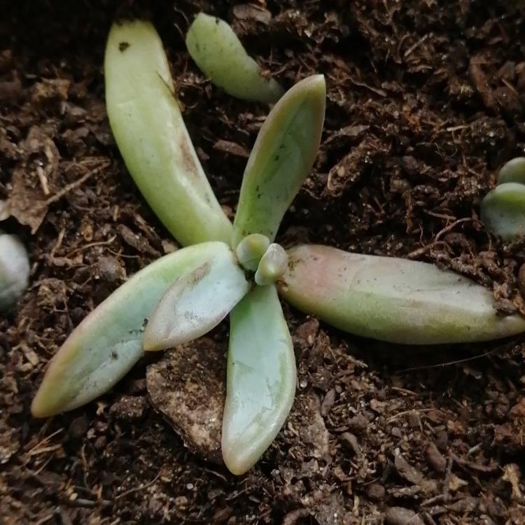 Plant image Pachyphytum viride