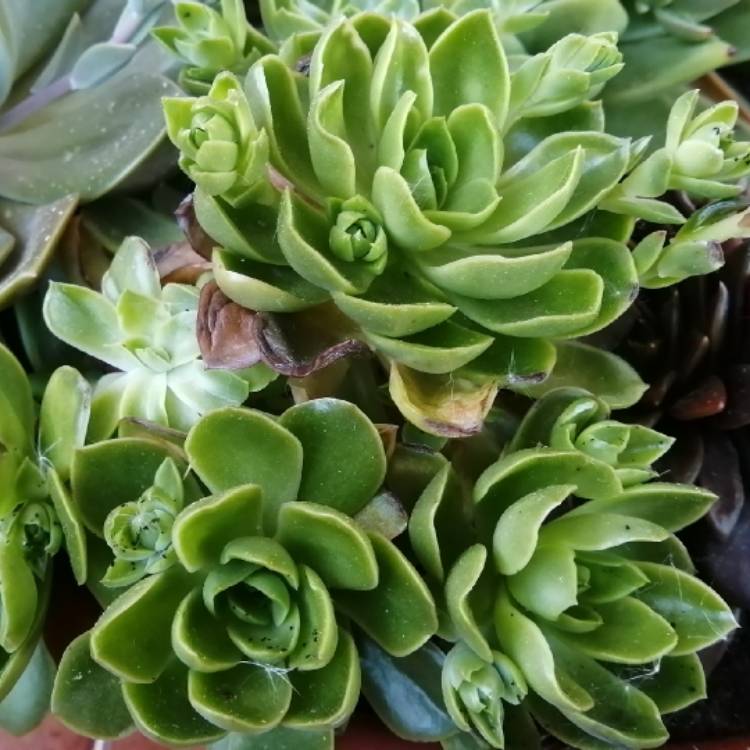 Plant image Echeveria Sagitta