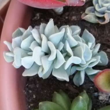 Echeveria 'Runyonii Topsy Turvy Crested Form'