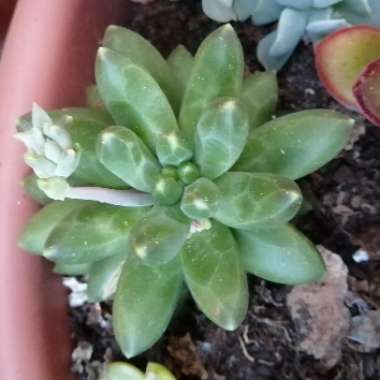 Pachyphytum 'Compactum'