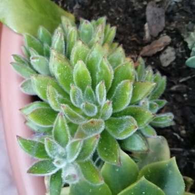 Echeveria 'Pilosa'