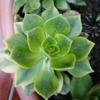 Aeonium Florence Variegata