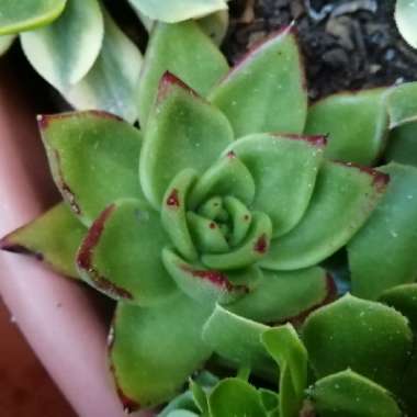 Echeveria Agavoides 'Lipstick'