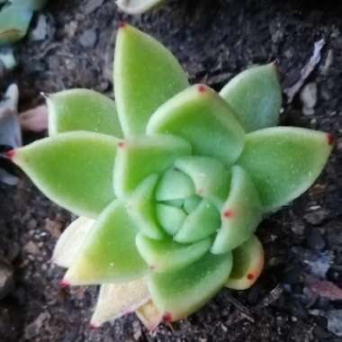 Echeveria 'Agavoides'