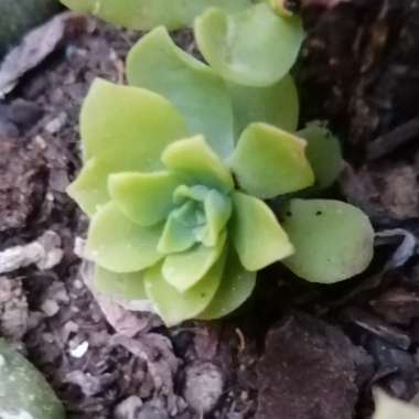 Sedum Palmeri