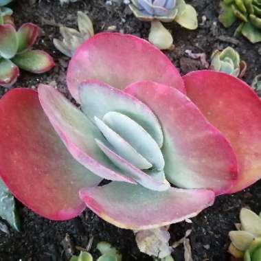 Variegated Paddle Plant