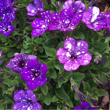 Petunia 'Starry Night'