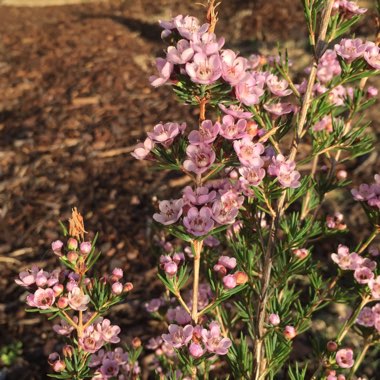 Chamelaucium Uncinatum x Verticordia 'Paddy's Pink'