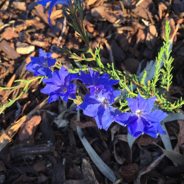 Plant image Lechenaultia Biloba